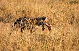 TANZANIA - Serengeti National Park - Iena maculata - 2